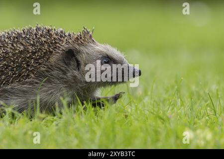 Hérisson européen (Erinaceus europaeus) animal adulte marchant sur une pelouse d'herbe de jardin en été, Suffolk, Angleterre, Royaume-Uni, Europe Banque D'Images