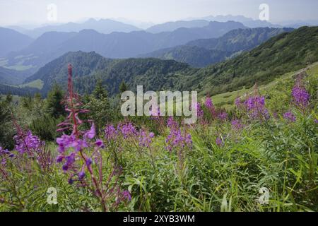 Floraison sally (Epilobium angustifolium), été, août, randonnée, randonnée en montagne, nature, Hochfelln, téléphérique Hochfelln, montagnes, Chiemgau, Chiemg Banque D'Images