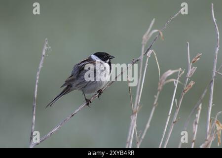 Rohrammer, Emberiza schoeniclus, coulisseaux communs Banque D'Images