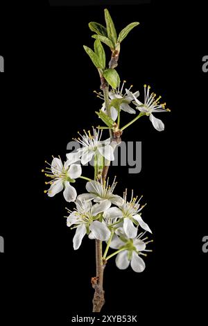 Gros plan d'une branche du prunier avec des fleurs, des bourgeons et des feuilles coupées en noir Banque D'Images