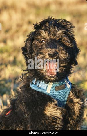 Chiot Goldendoodle en couleur noir et bronzé. Chien hybride issu du croisement entre Golden retriever et Canodle. Chien de famille intime, qui est très affection Banque D'Images