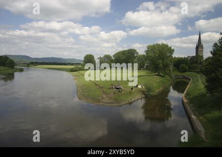 Vaches sur le Weser à Rinteln Banque D'Images