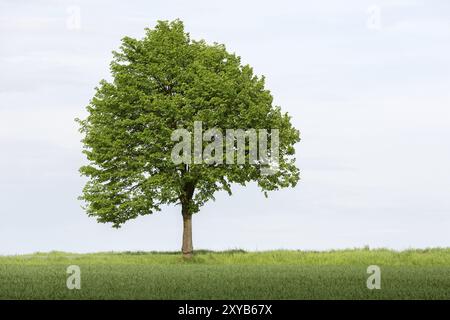 Arbre avec de la verdure fraîche au printemps, Allemagne, Europe Banque D'Images