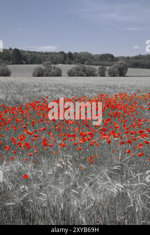 Champ de coquelicots en fleurs (Papaver rhoeas) noir blanc Banque D'Images