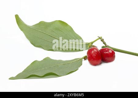 Baies et feuilles de cerise de cornaline (Cornus mas) Banque D'Images