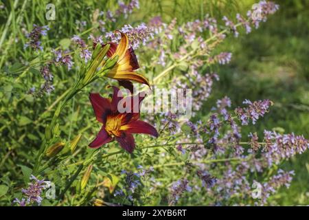 Taglilie Congo Beauty, daylily de l'espèce Congo Beauty en été Banque D'Images