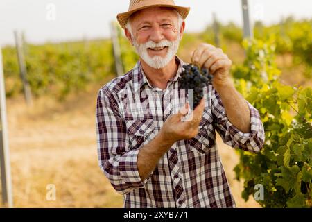 Un homme âgé se tient au milieu de vignes verdoyantes, rayonnant de fierté alors qu'il présente sa récolte abondante de raisins sombres et dosés sous un automne chaud Banque D'Images