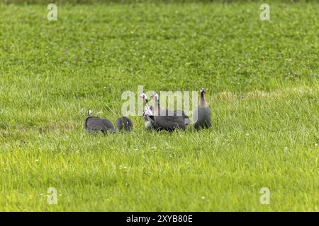 Le guineafowl casqué (Numida meleagris) sur une prairie. Oiseau africain indigène, souvent domestiqué en Europe et en Amérique Banque D'Images