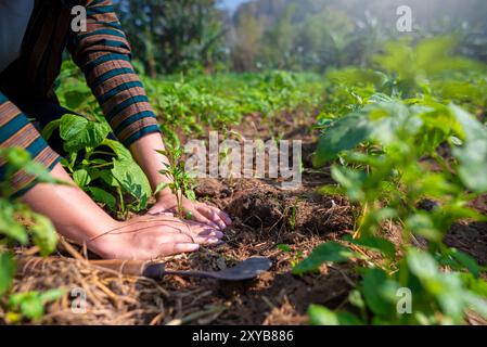 Un agriculteur indonésien plante une graine d'épinards d'eau dans la terre. Concept de croissance et de nourrissage, car la personne s'occupe de la plante et aide Banque D'Images