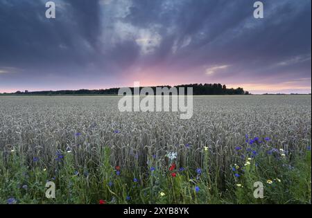 Coucher de soleil sur le champ de blé en été, pays-Bas Banque D'Images