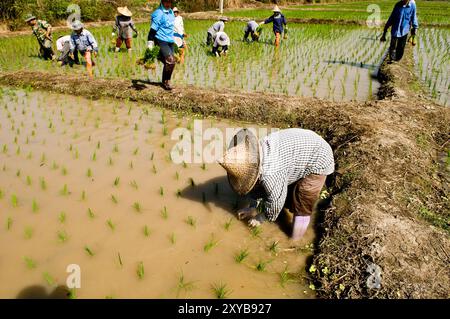 Repiquage de la culture Paddy dans le nord de la Thaïlande. Banque D'Images