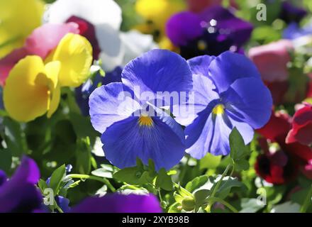 Gros plan de belles fleurs violettes Banque D'Images