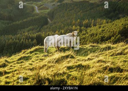 Les moutons près de Treorchy, surplombant la vallée de Ogmore, Mid Glamorgan, Pays de Galles, Royaume-Uni Banque D'Images