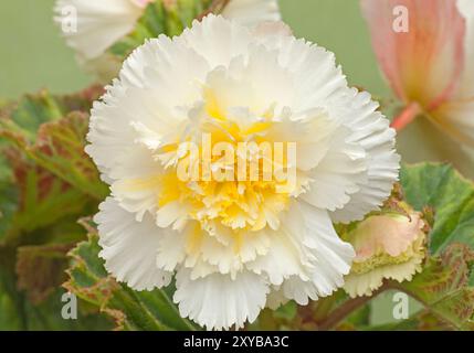 Begonia 'sba', Begonia tuberhybrida Banque D'Images