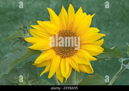 Tournesol 'Little Leo', Helianthus annuus Banque D'Images