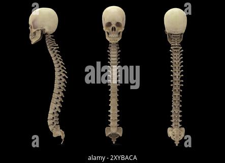 Rendu 3D de la colonne vertébrale humaine avec crâne Banque D'Images