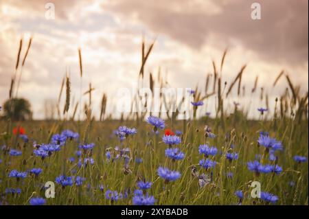 Bleuets sur un champ de céréales dans la lumière chaude d'une fin d'après-midi. Situation : quartier Uckermark, près d'Angermuende dans le nord de l'Allemagne. Bleuets an Banque D'Images