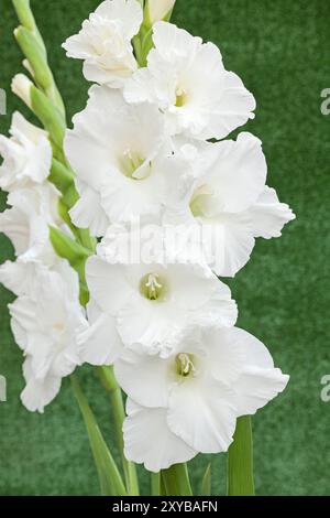 Gladiolus 'White Prosperity', Sword Lily Banque D'Images