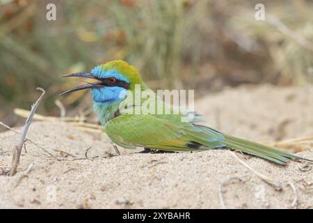 Mangeur d'abeilles vertes (Merops orientalis), Mirbat, Salalah, Dhofar, Oman, Asie Banque D'Images