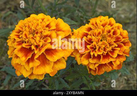 Marigot français 'Bee', Tagetes patula Banque D'Images