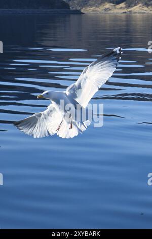 Les mouettes déferle dans le fjord de Norvège. Des gouttes d'eau éclaboutent dans le mouvement dynamique de l'oiseau de mer. Photo d'animal de Scandinavie Banque D'Images