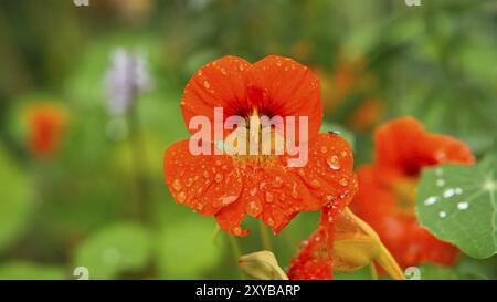 Naturtium en orange sur la brousse avec des gouttes de rosée sur la fleur. Épices pour salades dans le poussin. Photo de la nature Banque D'Images