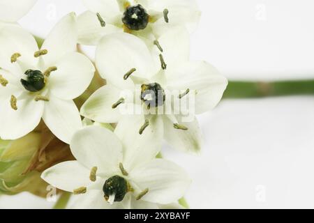 Étoile de lait, Ornithogalum arabicum, facultatif Banque D'Images