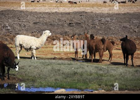 Lama buvant dans une oasis dans le désert d'Atacama au Chili Banque D'Images