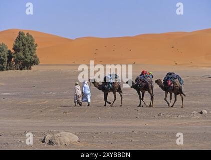 Pilotes de chameaux au Maroc dans le désert de l'Erg Chebbi Banque D'Images