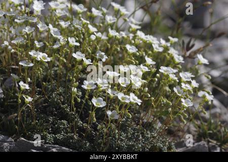 Saxifrage bleu vert Banque D'Images