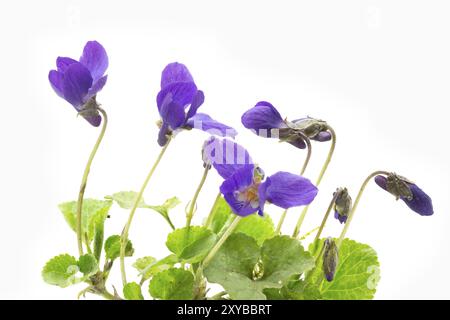 Violettes parfumées sur un fond clair Banque D'Images