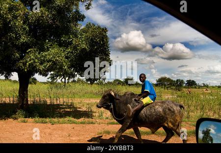 Un garçon burkinabé chevauchant un bœuf dans une zone rurale du Burkina Faso. Banque D'Images