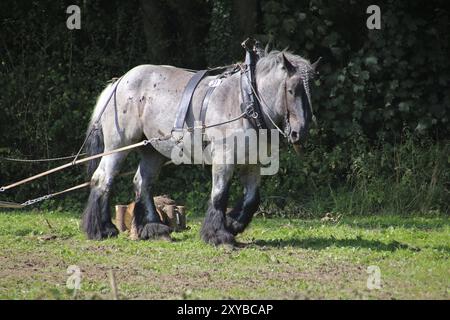 Brabant Flamand Banque D'Images