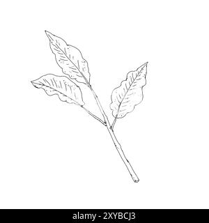 Plante de café feuilles noir et blanc illustration graphique style art de ligne Banque D'Images