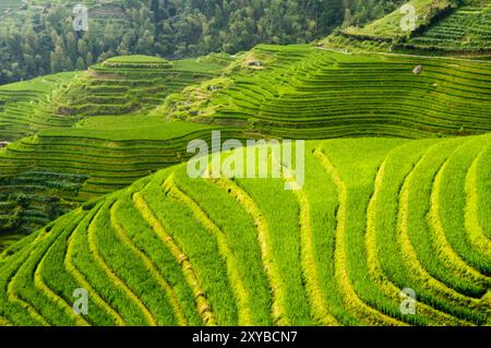 Les étonnantes terrasses de riz de Longji dans Guangxi, Chine. Banque D'Images