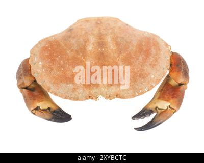 Crabe de couleur orange bouilli avec des griffes isolées sur fond blanc Banque D'Images