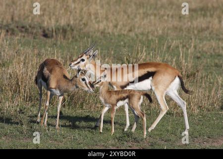 Gazelles Thomson avec faon Banque D'Images