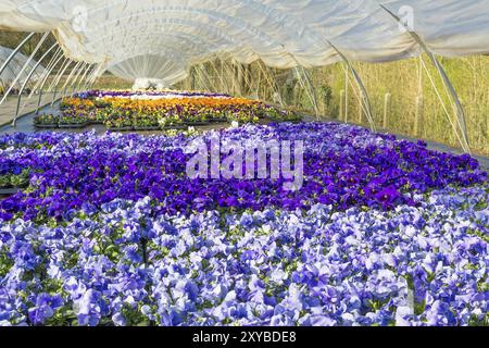 Serre en plastique en Europe avec des pansies florissantes colorées jaune, bleu et violet Banque D'Images