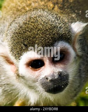 Portrait d'un singe écureuil d'Amérique centrale. Banque D'Images