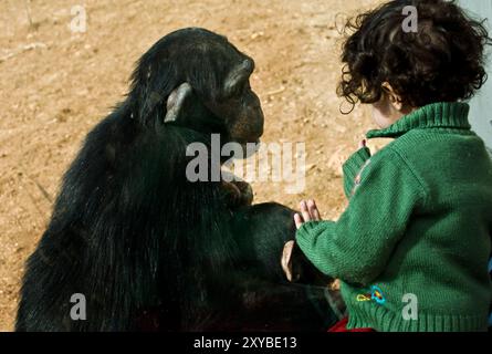 Un tout-petit et un chimpanzé qui regarde et interagissent entre eux. Banque D'Images