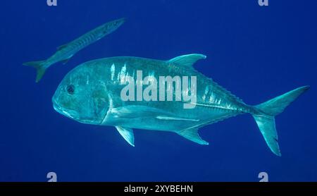 Trevally géant, Caranx ignobilis, Raja Ampat Indonésie. Banque D'Images