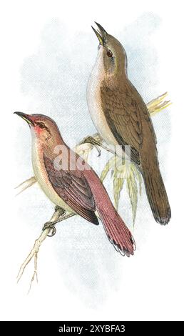 Gravure en 1898 couleurs d'oiseau de la grande paruline (Acrocephalus arundinaceus) et de la paruline roufeuse, ou robin de broussailles à queue roufeuse (Cercotrichas glactotes). Banque D'Images