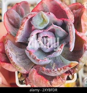 Echeveria Beyonce plante succulente gros plan. Rosette colorée de fleurs rouge vif, rose et violet Banque D'Images