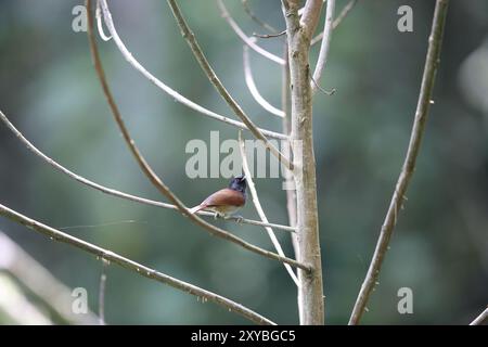 Le babilleur de collines Rwenzori (Sylvia atriceps) est une espèce d'oiseau passereau de la famille des Sylviidae que l'on trouve en Afrique. Banque D'Images