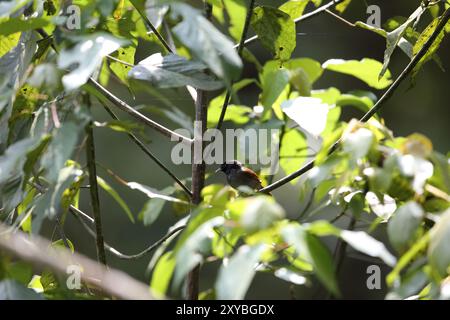 Le babilleur de collines Rwenzori (Sylvia atriceps) est une espèce d'oiseau passereau de la famille des Sylviidae que l'on trouve en Afrique. Banque D'Images