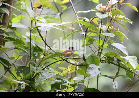 Le babilleur de collines Rwenzori (Sylvia atriceps) est une espèce d'oiseau passereau de la famille des Sylviidae que l'on trouve en Afrique. Banque D'Images