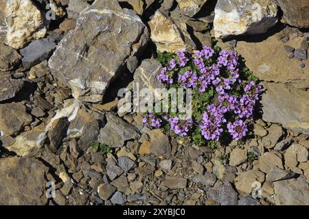 Saxifrage de montagne pourpre aussi saxifraga oppositifolia. Photographié dans les Alpes suisses à 3000m d'altitude près du Glacier de Diablerets. Fleurs sauvages Banque D'Images