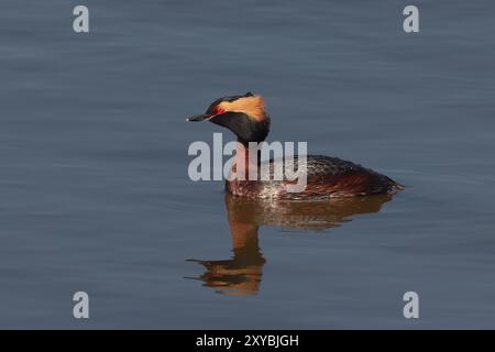 Le grebe corné ou grebe slave (Podiceps auritus) au printemps dans le plumage de reproduction Banque D'Images