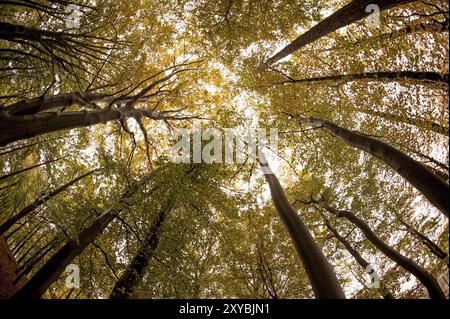 Vue fisheye des cimes des arbres vue du sol de la forêt Banque D'Images