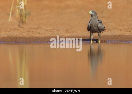 Cerf-volant noir, (Milvus aegyptius), Morgan Kunda Lodge / Road to Kat, Jajari, North Bank, Gambie, Afrique Banque D'Images